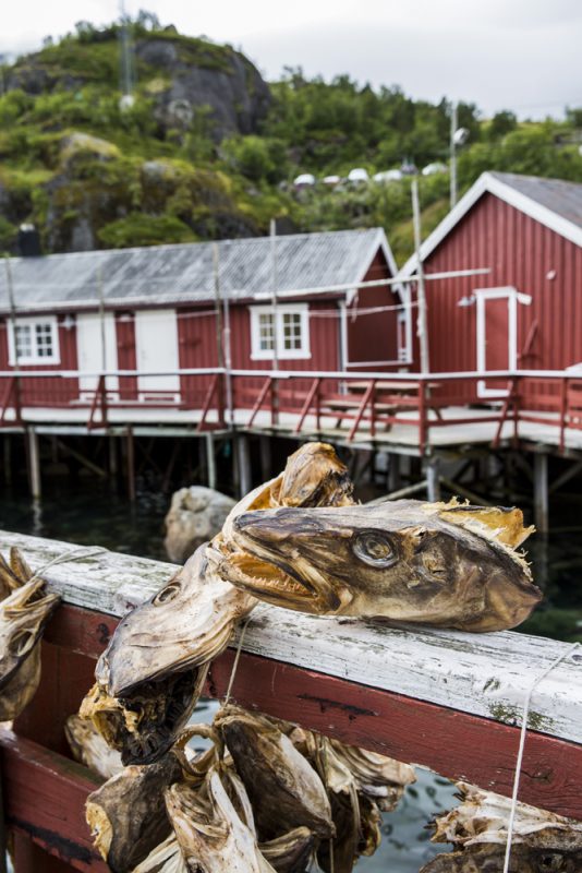 Här torkar man fisk - en klassiker på Lofoten. Det sägs att huvudet ska vara en delikatess