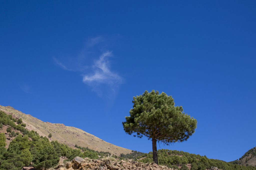 Träd mot en nästan klarblå himmel