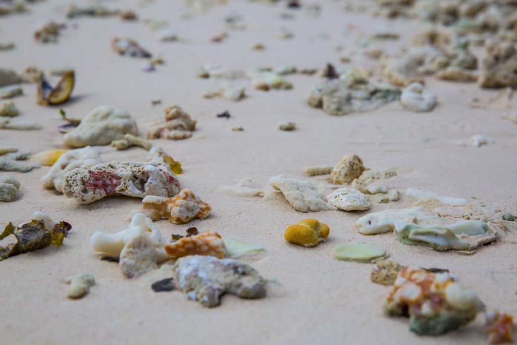 Den här stranden är full med läckerheter, men inga människor