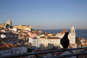 A dove in Lisbon