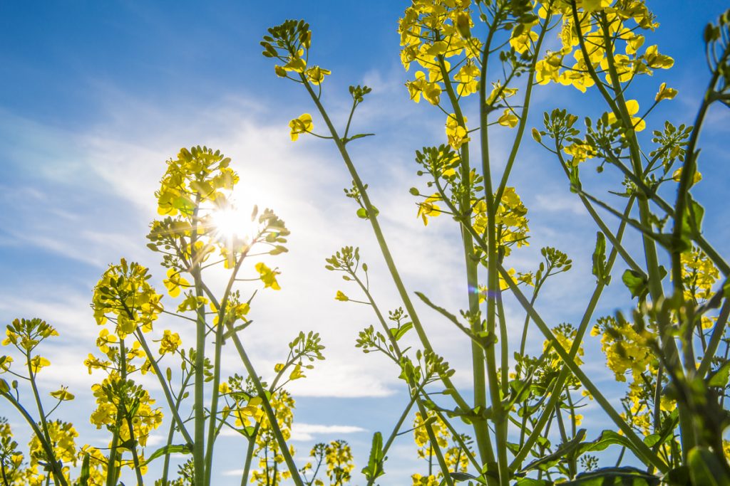 Blå himmel och gula rapsfält. Påminner om vår flagga