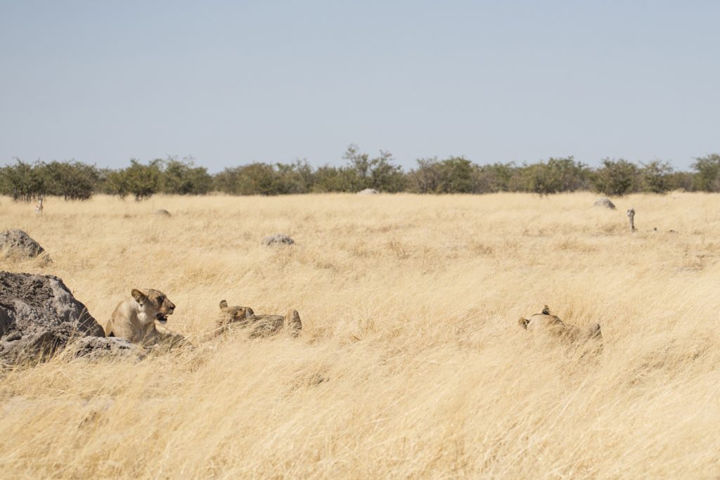 Välkamouflerade lejonhonor 15 meter från bilen - en av många fantastiska upplevelser på vår resa.