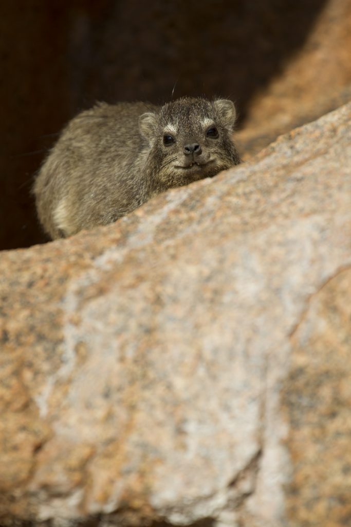 En av många rock dassies som ligger och värmer sig i morgonsolen