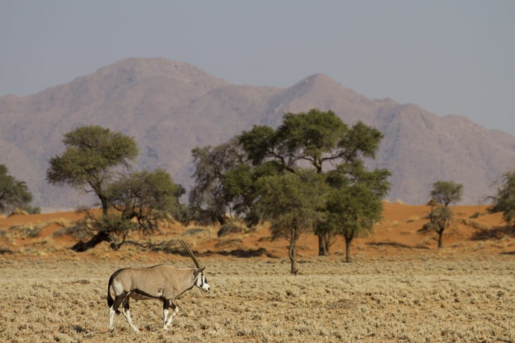 Många oryx ser vi längs vägarna. På ranchen blev vi erbjudna oryxkött, men vi hade matplanerna klara.