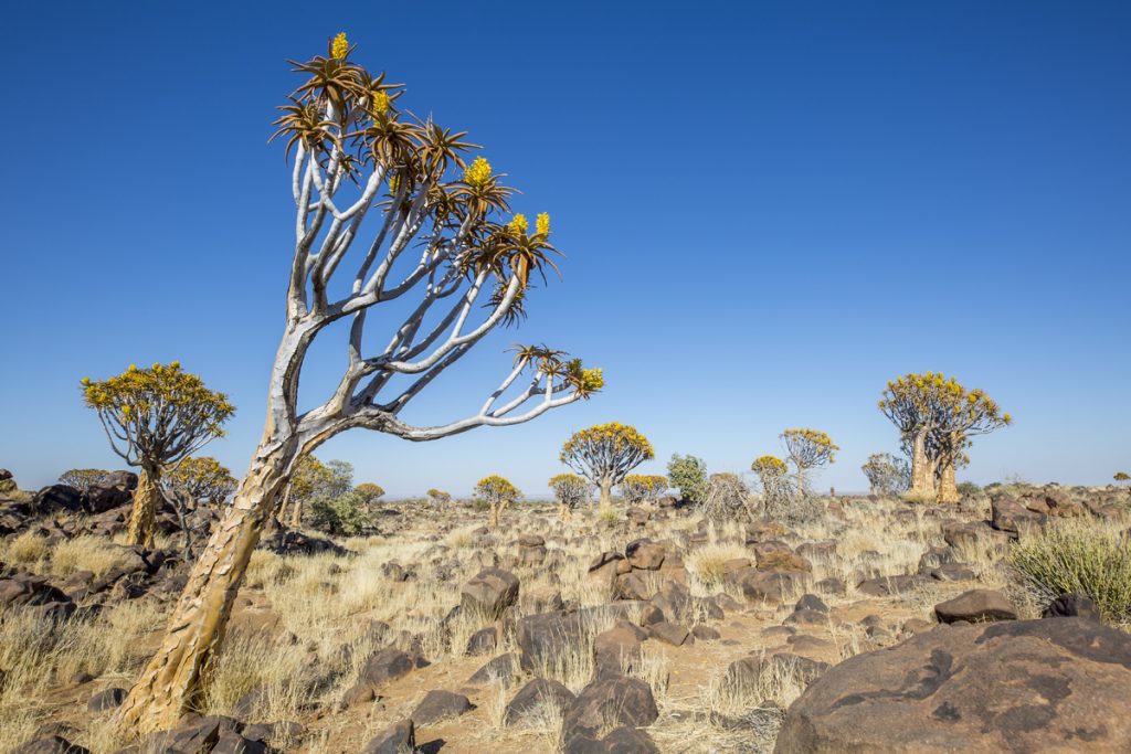 Fascinerande landskap i Quiver tree forest