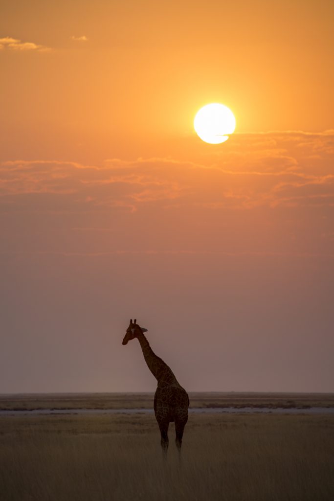 Och så fick jag äntligen min bild på en giraff i solnedgången och den dagen var fulländad.