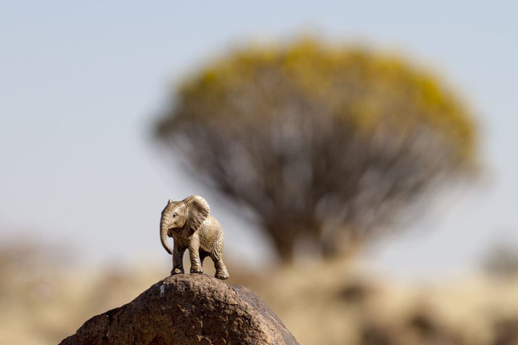 Elefanten på en klippa i Quiver Tree forest