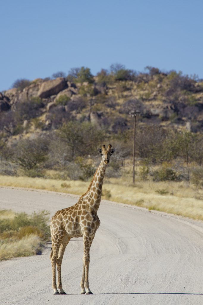 Andra gången jag ser giraffer går jag ur bilen och fotograferar på närmare håll.