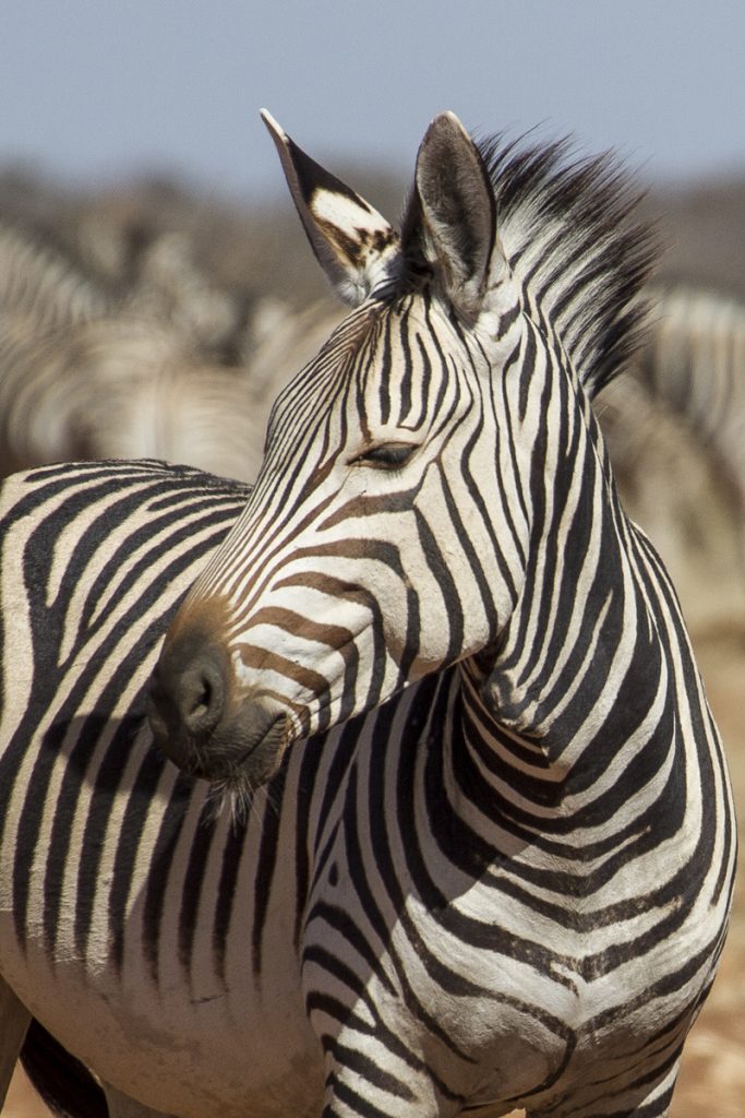 Zebra