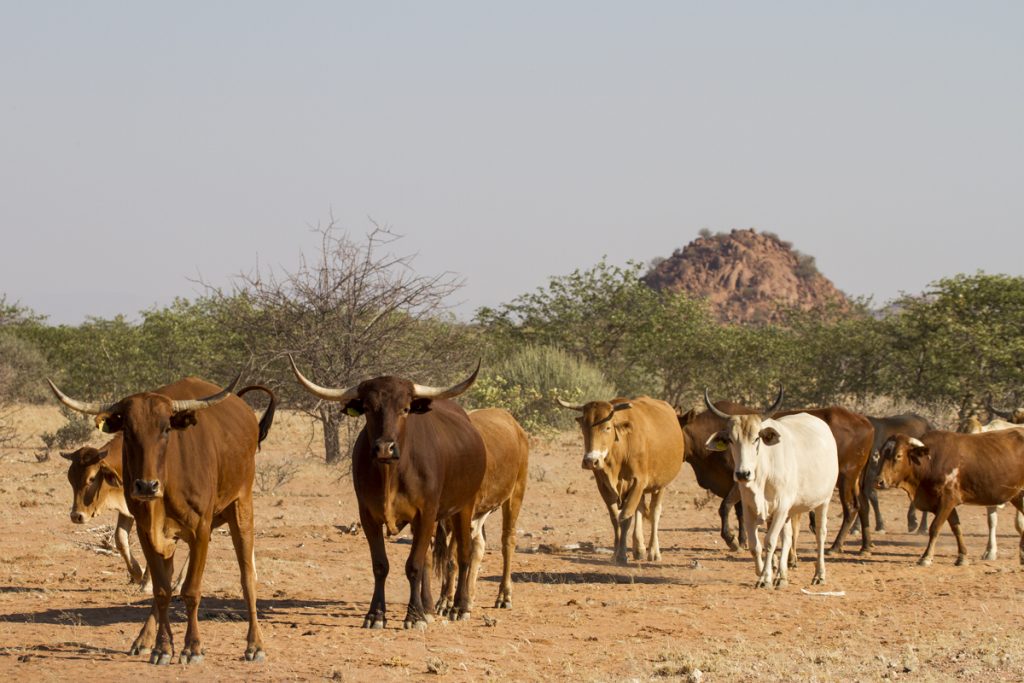 Inte så många vilda djur här inte. Vi får vänta till vi kommer till Nationalparken Etosha