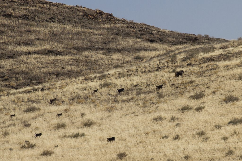 Vid ett "tekniskt stopp" vid vägkanten tittar jag upp mot sluttningen och ser en flock med babianer