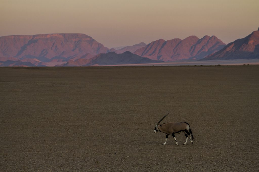 En ensam oryx på vandring genom ett bedårande vackert landskap i solnedgången.