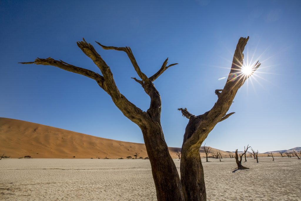 Var ju bara tvungen att fånga en solstjärna i ett av träden