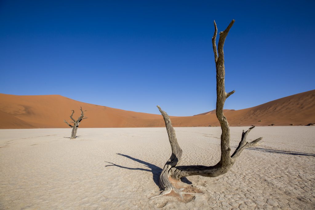 Efter ett par timmar i Dead Vlei tror jag att alla träd numera finns på våra minneskort.