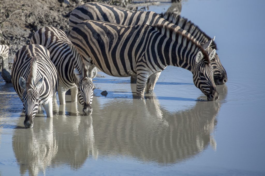 Namibia Etosha National park