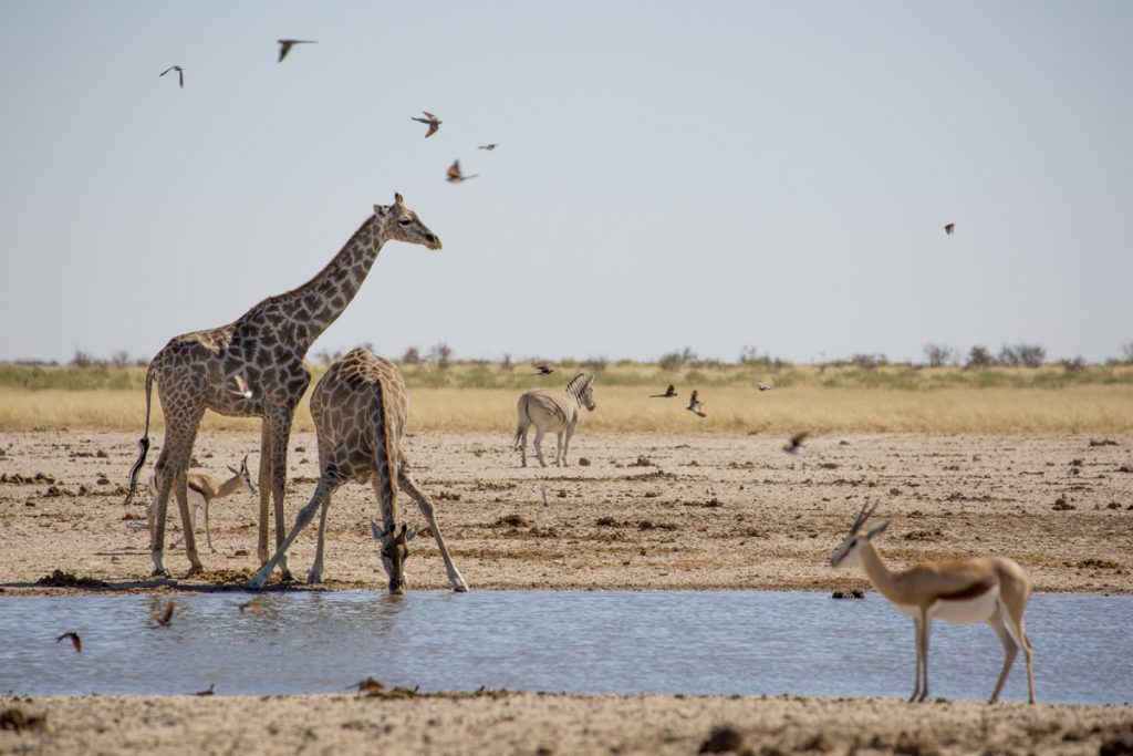 Namibia Etosha National park