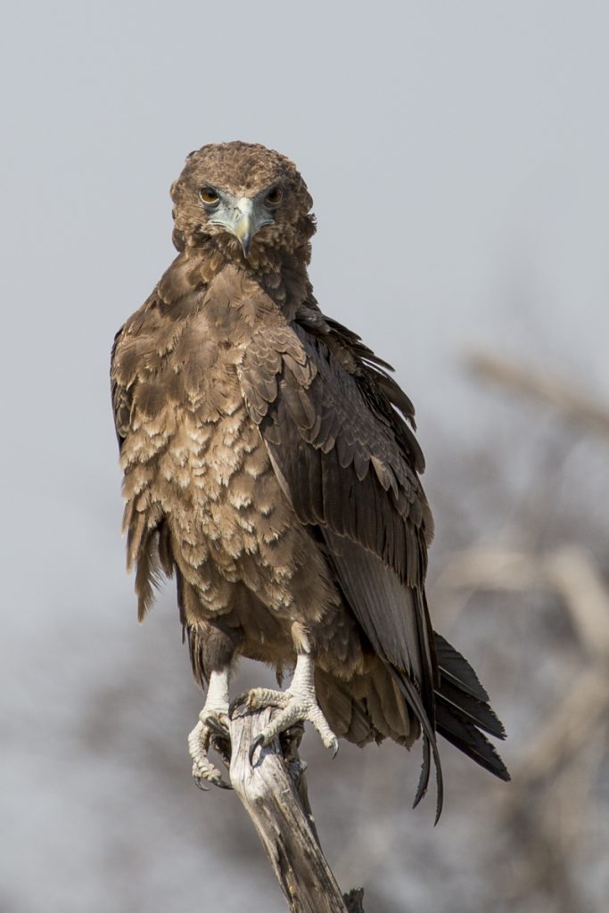 Tawny eagle