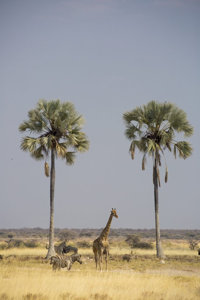 Vattenhålet Twee Palms