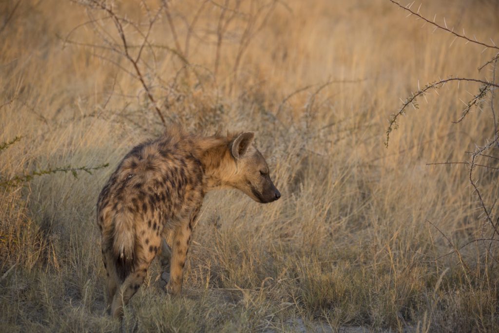 En ensam hyena strök omkring bland taggiga buskar i kvällsljuset