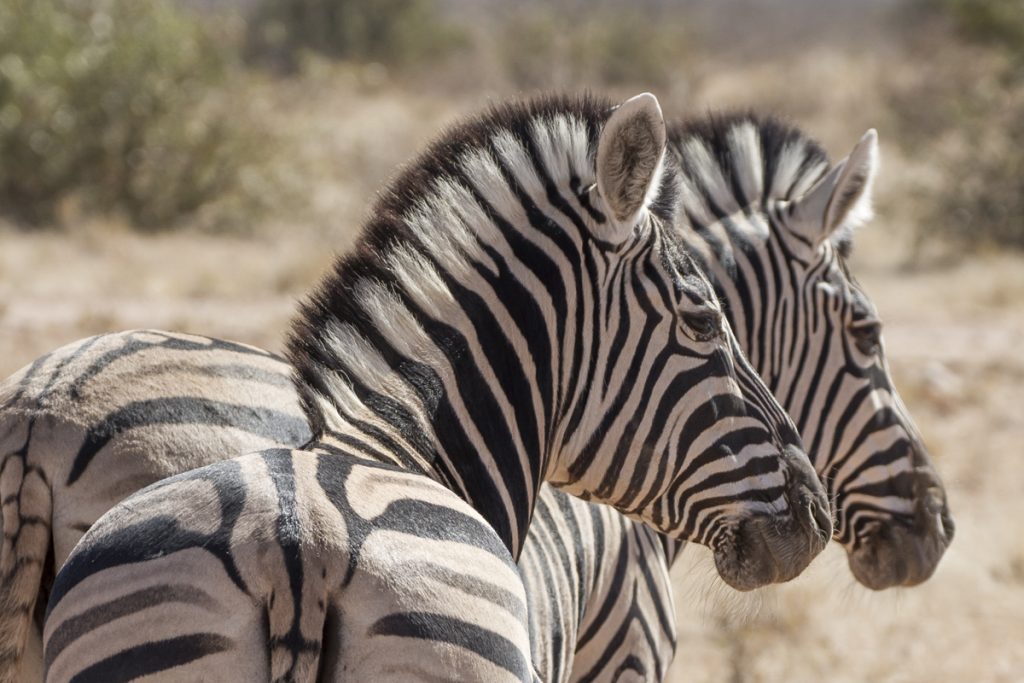 Namibia Etosha National park