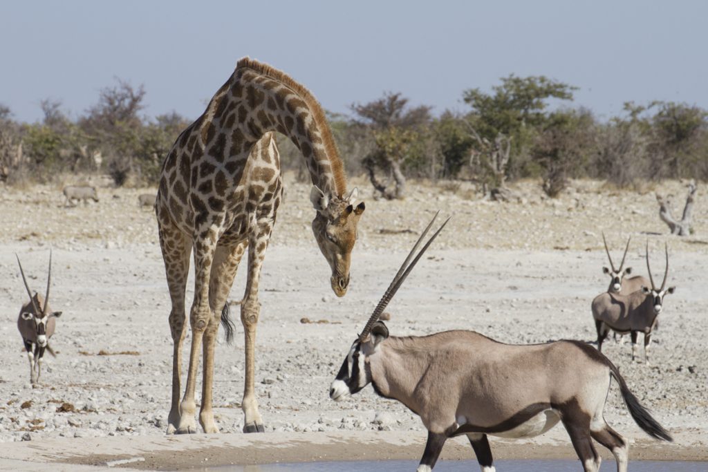 Giraff flankerad av Namibias nationaldjur oryx