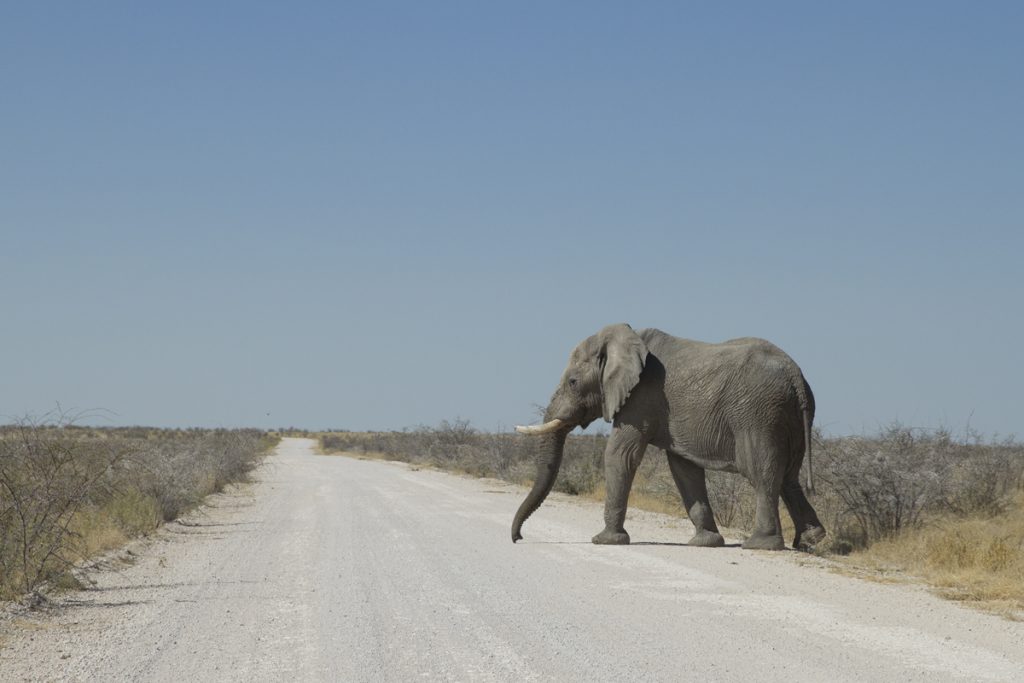 Övergångsställe i Etosha, här har fotgängare företräde