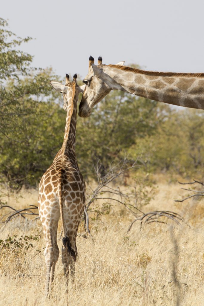 "Vad lång du har blivit min son" säger giraffmamman till sitt giraffbarn