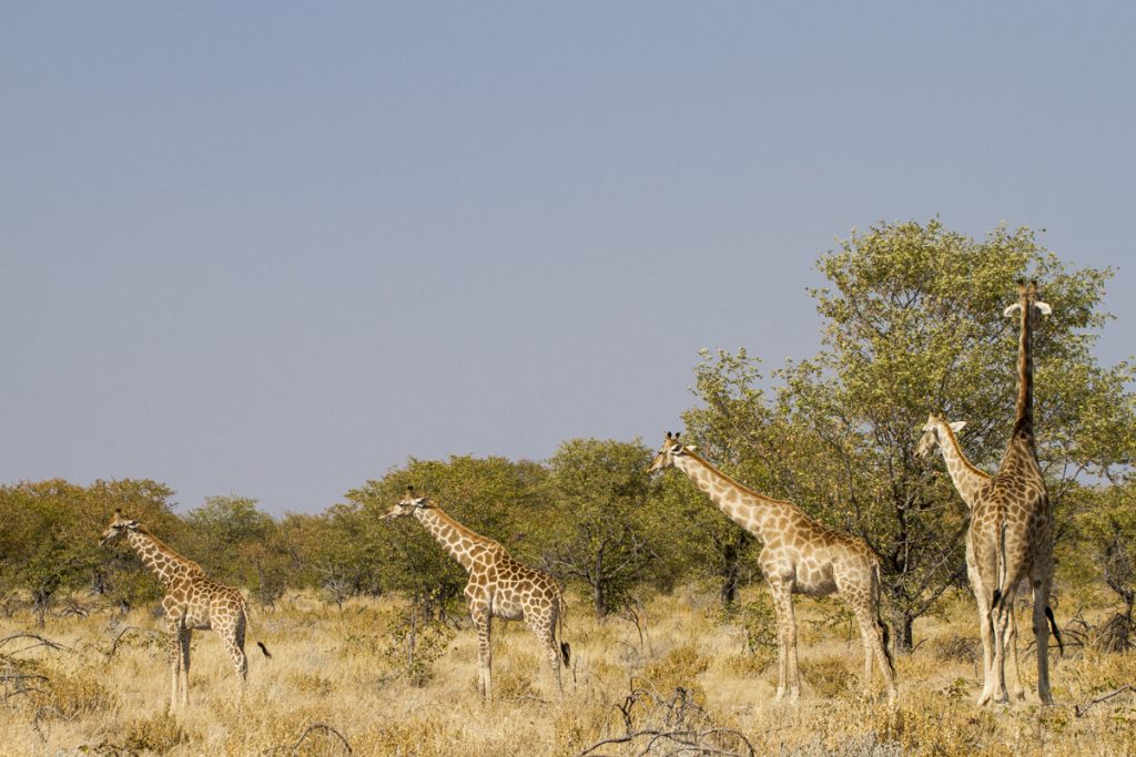 Tripp, trapp, trull i giraffernas värld