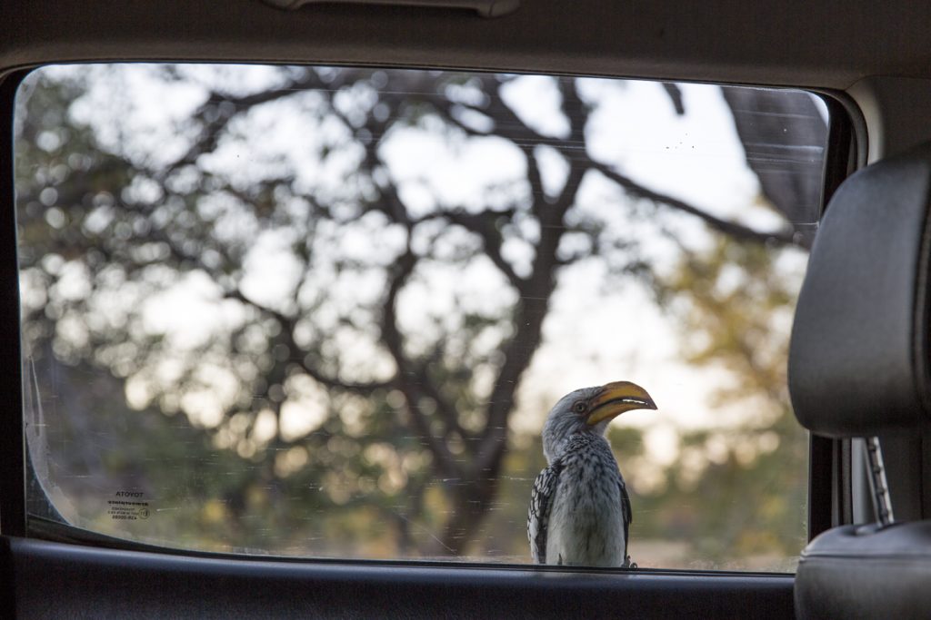 En hornbill från insidan av bilen, eller Nordlig rödnäbbstoko som den heter på svenska