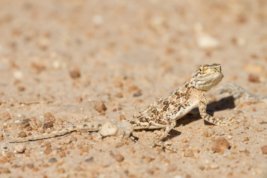 Namibia