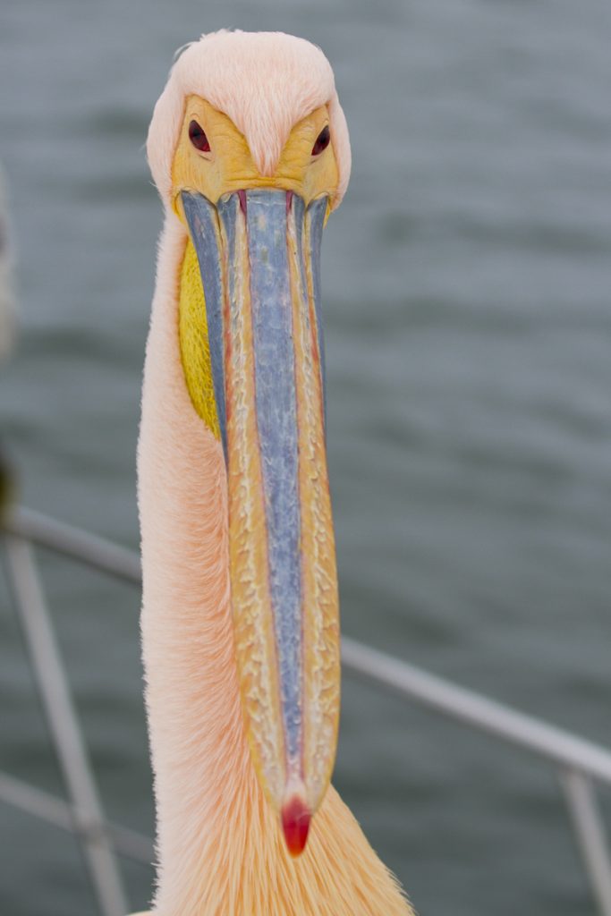 Ylva hade närkontakt med en välfriserad pelikan