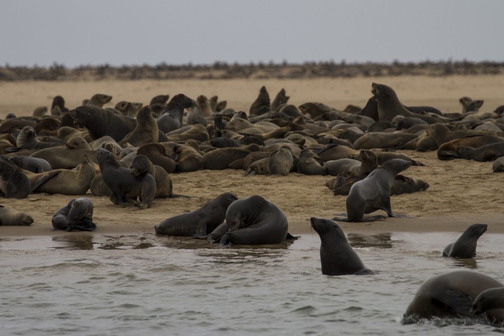 100 000-tals sälar på stränderna utanför Walvis Bay. Länge norröver vid Cape Cross finns världens största öronsälkoloni.