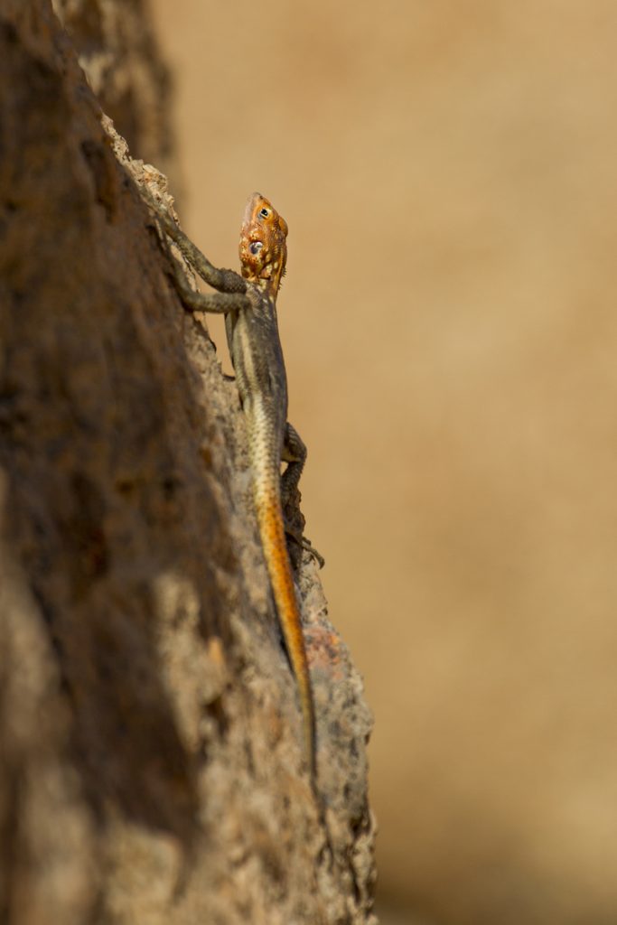 Namibia