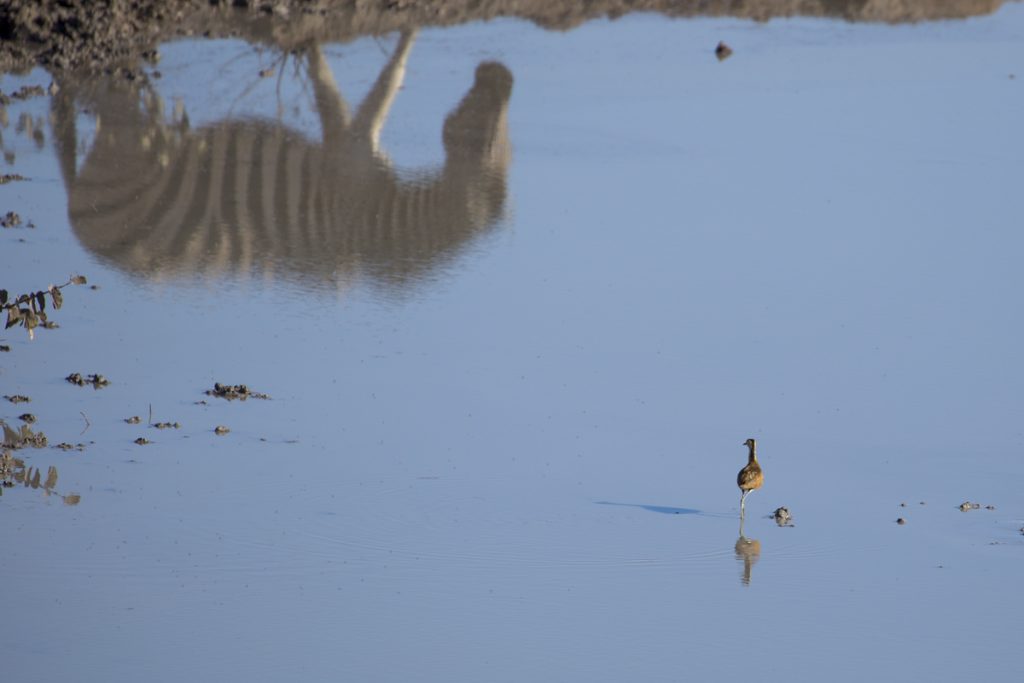 Ylva hittar en fågel i den leriga vattenpölen
