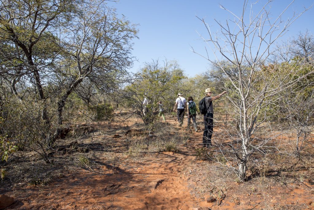 I fyra timmar vandrar vi omkring på Waterberg och lär oss massor om Namibias djur och växtliv