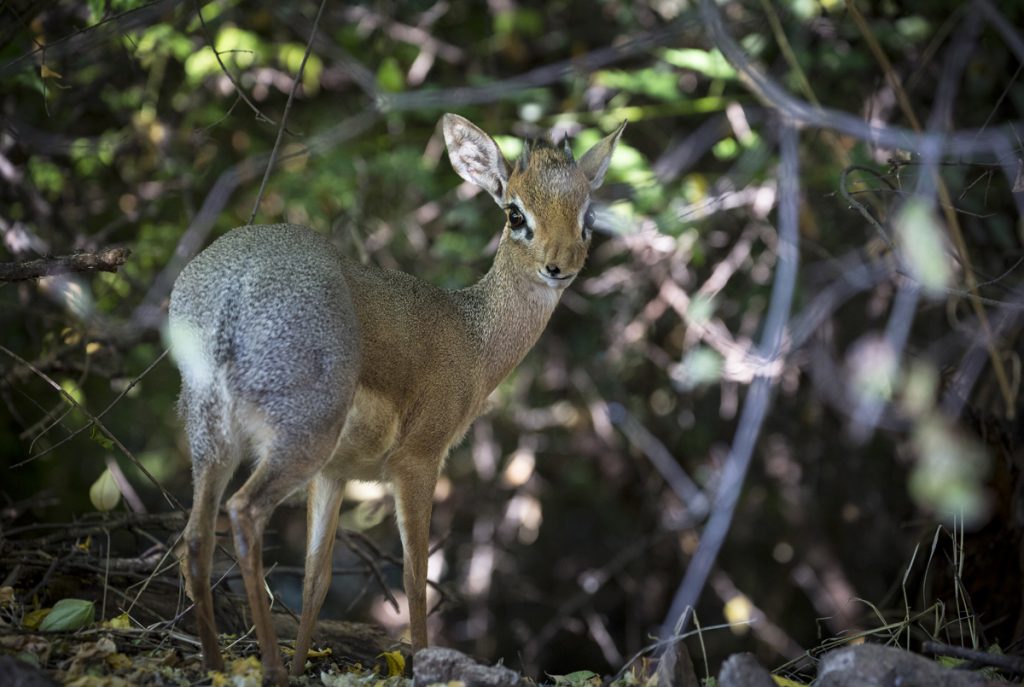 Damara dik-dik, Namibias minsta antilop med en mankhöjd på bara 40 cm. Förmodligen den sötaste också.