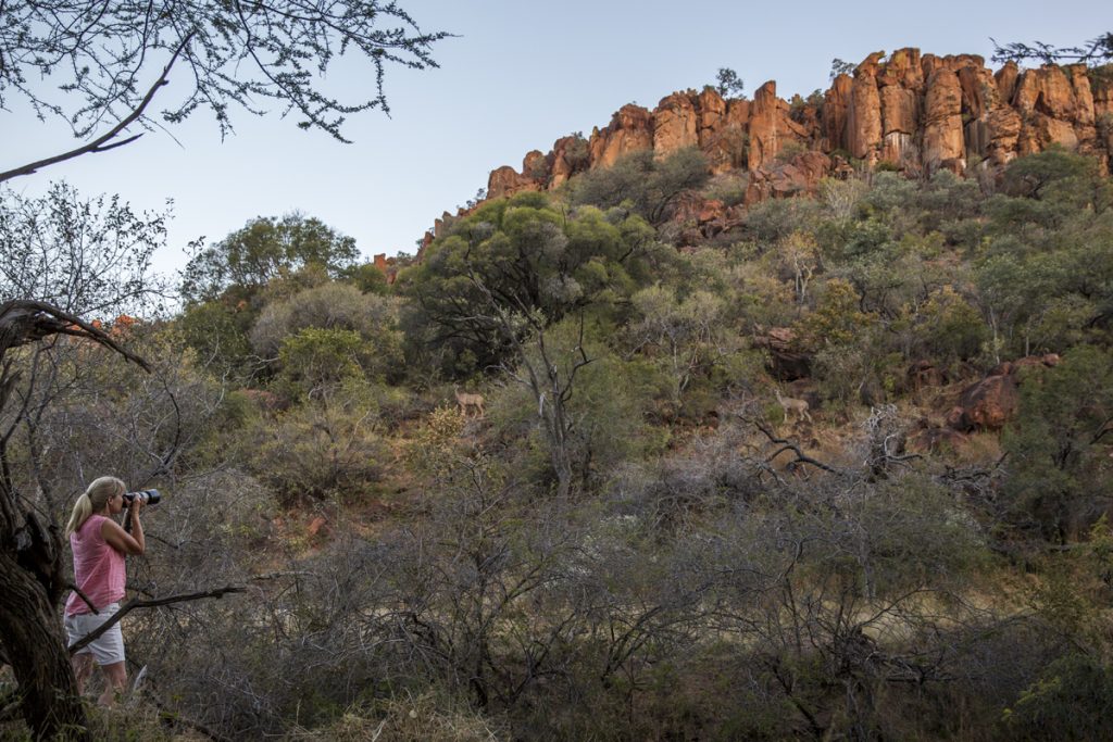 Ylva fotograferar de Kudo som vi bekantar oss med på vår kvällspromenad i Waterberg Wildernes lodge