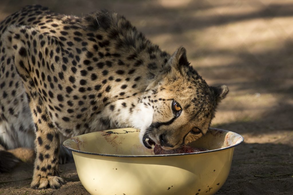 Lunchtid för geparderna i Cheetah conservation fund. Gillar solens strålar i ögat