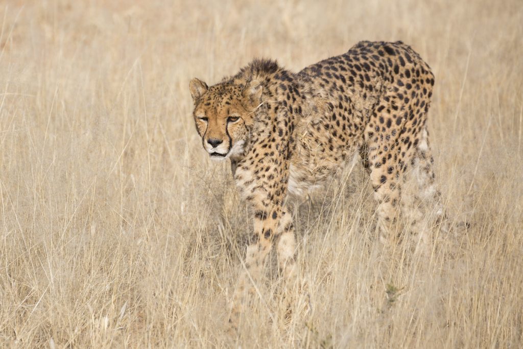 Geparden - värdens snabbaste däggdjur kommer upp i hastigheter runt 110 km. Den här honan hade dock inte så bråttom. Hon är den äldsta i flocken.