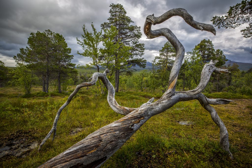 Vridna träd bildar naturliga konstverk