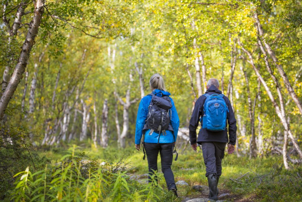 Vandringen går till en början genom vacker tät fjällbjörkskog