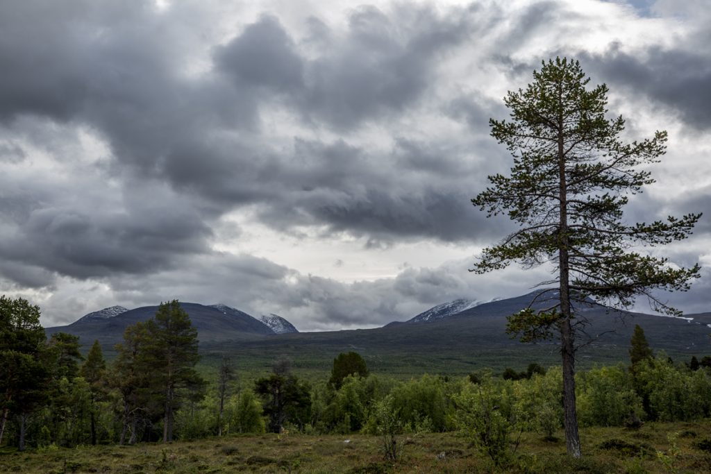 En ståtlig tall reser sig mot den spektakulära himlen