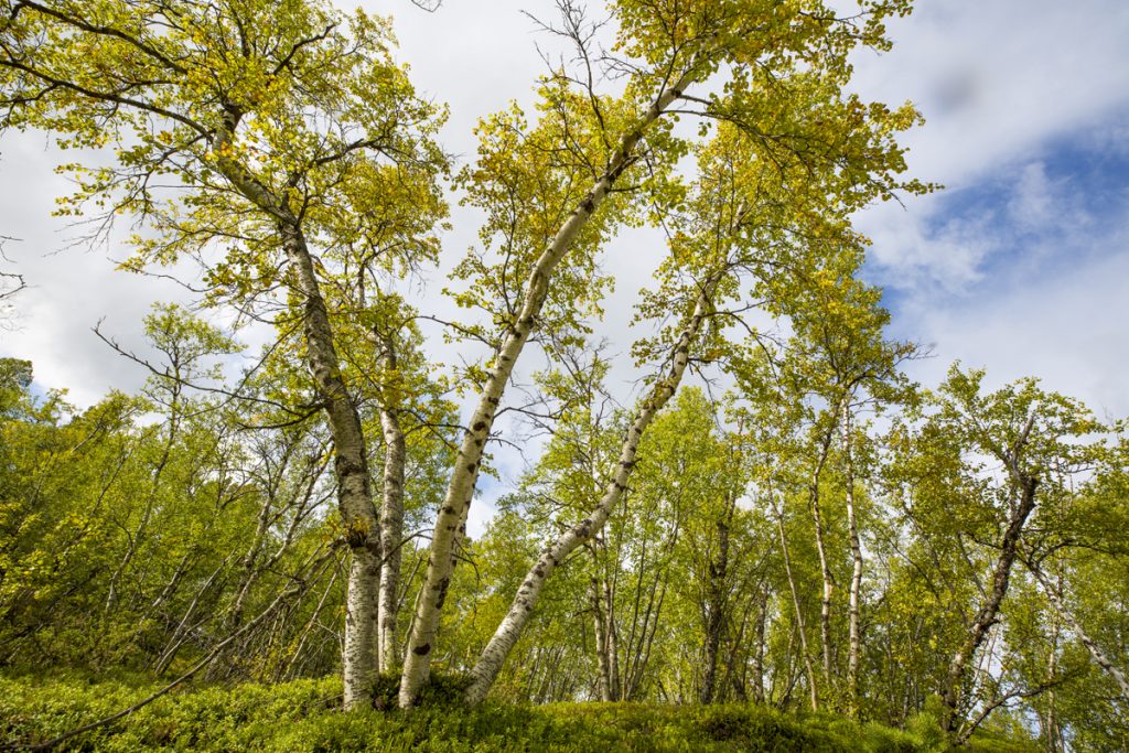 Fjällbjörkarna breder ut sig