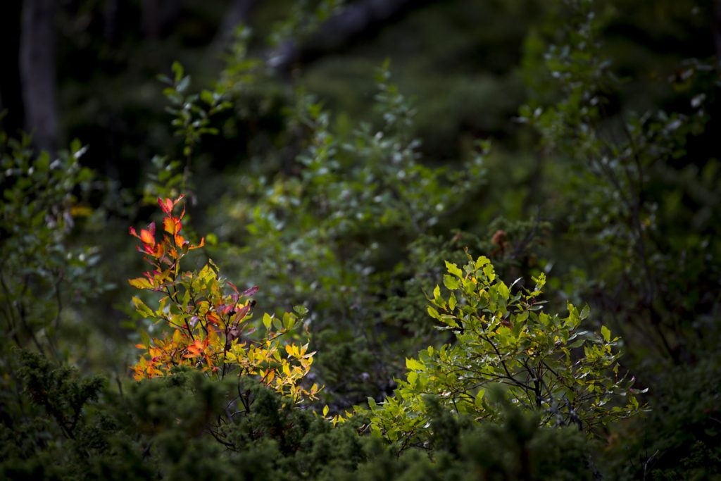 Solen lyser upp riset i den övrigt så mörka skogen