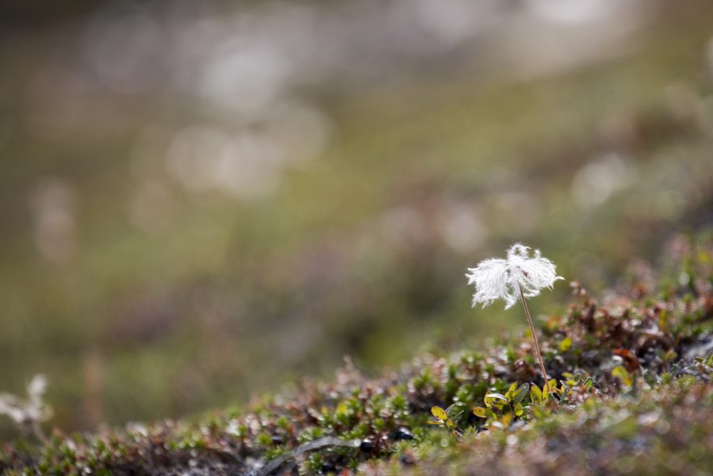 En överblommad fjällsippa förgyller Njullas sluttning