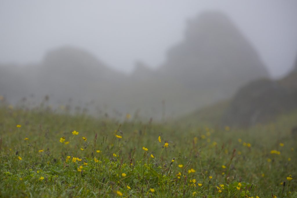 Riklig flora i den frodiga miljön