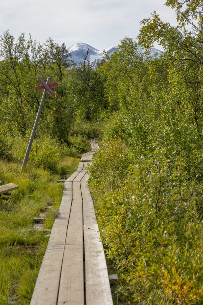 43 mil lång är Kungsleden som börjar i Abisko och slutar i Hemavan 