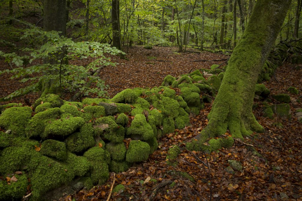 Fascinerande hur mossan har tagit över nästan allt som finns på marken