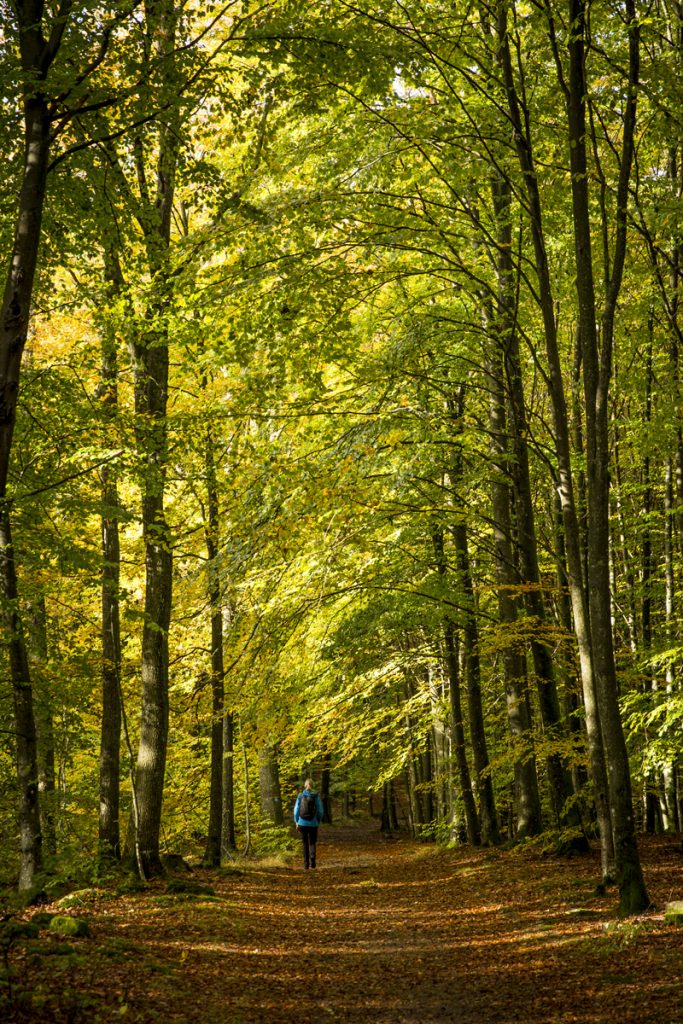 En fröjd att vandra i denna miljö, genom en höstgulnande bokskog