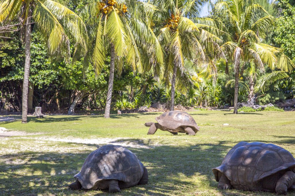 Ett besök på Curieuse är ett måste om man besöker de Seychelliska öarna